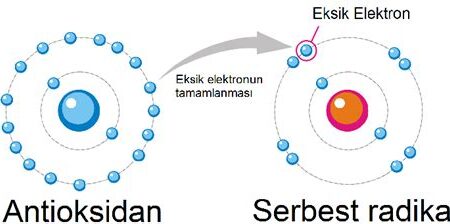 Vitaminler ve Antioksidanlar: Serbest Radikallere Karşı Hücresel Koruma