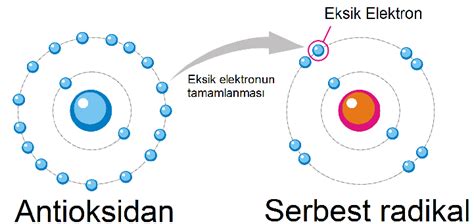 Vitaminler ve Antioksidanlar: Serbest Radikallere Karşı Hücresel Koruma