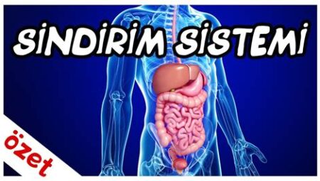 Vitaminler ve Bağırsak Sağlığı: Sindirim Sistemi Sorunlarına Karşı Destekleyici Etkiler