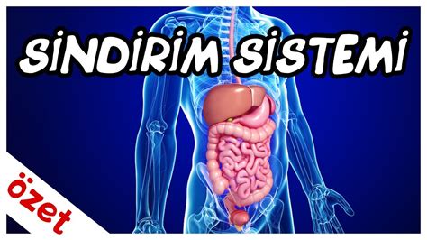 Vitaminler ve Bağırsak Sağlığı: Sindirim Sistemi Sorunlarına Karşı Destekleyici Etkiler